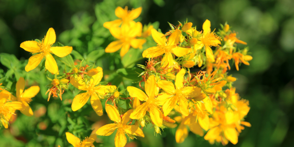 Embracing the Radiance: The Healing Power of St. John's Wort