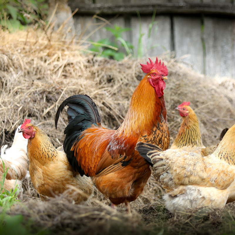 Image of Pastured Organic Chickens 