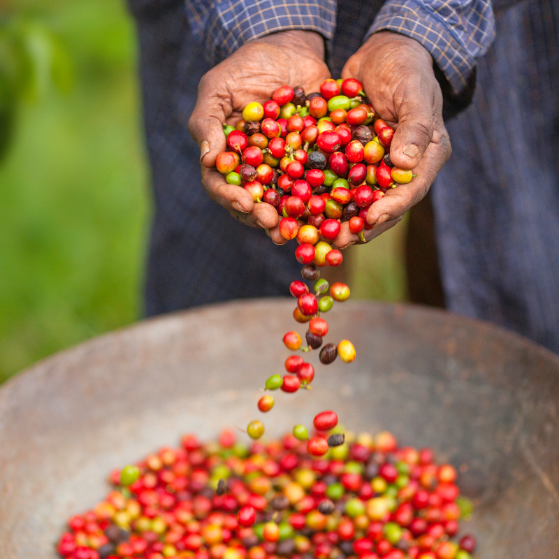 Image of Fair Trade Beans