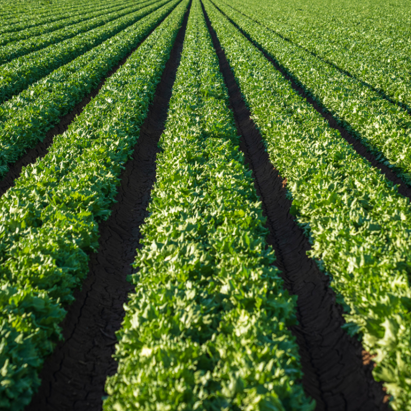 Image of Local Farmers' Field