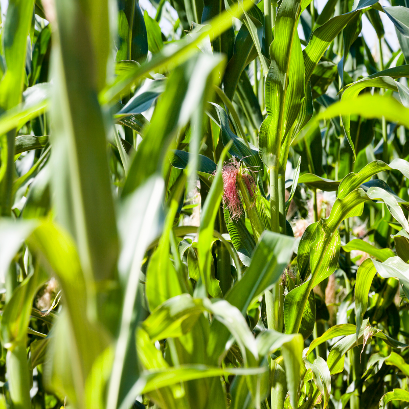 Image of Non-GMO Corn